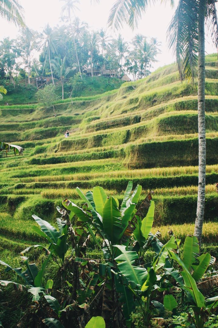 arrozales tegalalang Bali